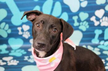 Labrador Retriever and Mixed Breed Dogs Available for Adoption - PARU | PetCurious