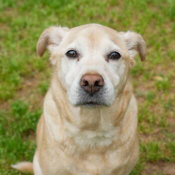 Zoe 62777 -  Labrador Retriever Dog Available for Adoption in Aiken, South Carolina - Zoe 62777 | PetCurious