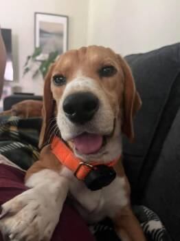 Scooter (9) -  Beagle Dog for Adoption in Wausau, Wisconsin - Scooter (9) | PetCurious