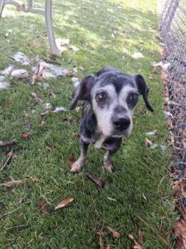 Raisin - 1 -  Chihuahua and Mixed Breed Dog for Adoption in Daytona Beach, Florida - Raisin - 1 | PetCurious