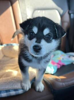 Sven -  Mixed Breed Dog for Adoption in Athens, Ontario - Sven | PetCurious