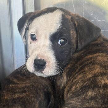 Mario -  Pit Bull Terrier Dog for Adoption in Birmingham, Alabama - Mario | PetCurious