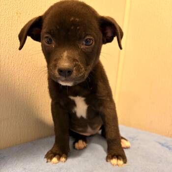 Labrador Retriever and Mixed Breed Dogs Available for Adoption in Tampa, Florida - Poppy | PetCurious