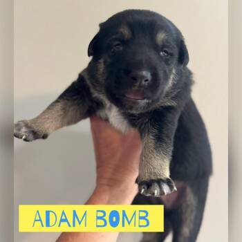 Adam Bomb -  German Shepherd Dog and Mixed Breed Dog for Adoption in Olathe, Kansas - Adam Bomb | PetCurious