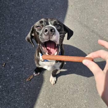 Hound and Mixed Breed Dogs Available for Adoption - Cosmo IV 26-002 | PetCurious