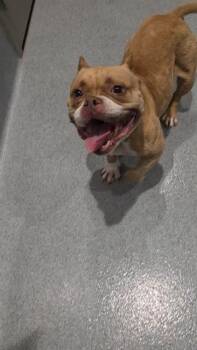 RESHIRAM -  American Bulldog Dog for Adoption in Indianapolis, Indiana - RESHIRAM | PetCurious