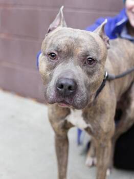 Mixed Breed Dogs Available for Adoption - Matchbox | PetCurious