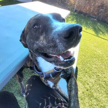 Rescue Mixed Breed Dogs for Adoption in Idaho Falls, Idaho - Hooch | PetCurious