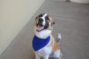 Timing Belt -  Mixed Breed Dog for Adoption in Mckinney, Texas - Timing Belt | PetCurious