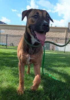 Athena -  Black Mouth Cur and Boxer Dog for Adoption in Valparaiso, Indiana - Athena | PetCurious