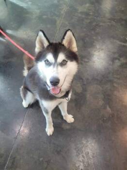 Rescue Siberian Husky and Mixed Breed Dogs for Adoption in Memphis, Tennessee - Pawcasso | PetCurious