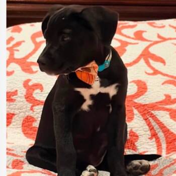 Fifi -  Mixed Breed Dog for Adoption in East Hanover, New Jersey - Fifi | PetCurious
