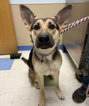 German Shepherd Dog Dogs Available for Adoption in Sioux City, Iowa - Mayzey | PetCurious
