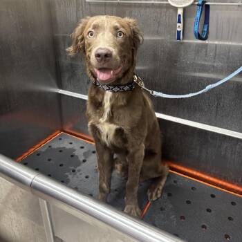 YZMA -  Labrador Retriever and Spaniel Dog for Adoption in West Palm Beach, Florida - YZMA | PetCurious