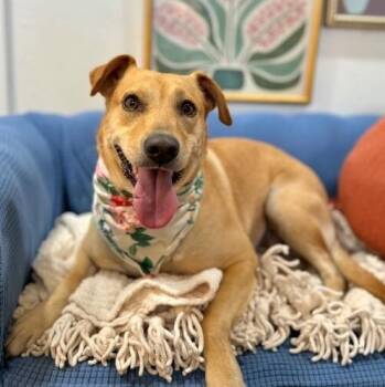 Sadie Mini Lab Bestie -  Labrador Retriever and Terrier Dog for Adoption in Friendswood, Texas - Sadie Mini Lab Bestie | PetCurious