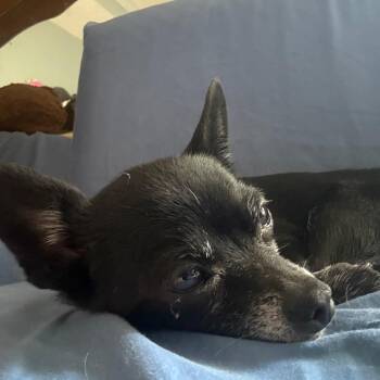Fancy -  Chihuahua Dog for Adoption in Helena, Alabama - Fancy | PetCurious