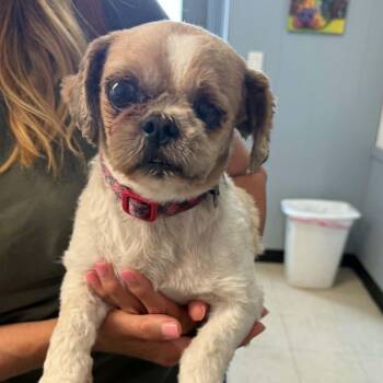 Sid-Foster Home Needed -  Shih Tzu Dog for Adoption in Hartland, Wisconsin - Sid-Foster Home Needed | PetCurious