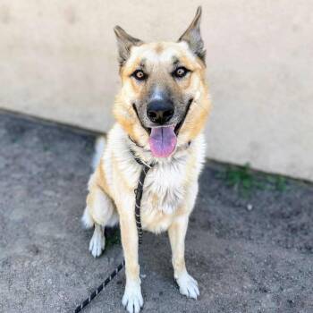 German Shepherd Dog Dogs Available for Adoption in Oakland, California - Belvedere | PetCurious