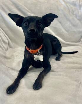 Chihuahua Dogs Available for Adoption in Phoenix, Arizona - Chico | PetCurious