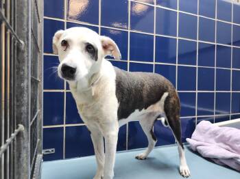 INDIE -  Labrador Retriever and Mixed Breed Dog for Adoption in Houston, Texas - INDIE | PetCurious
