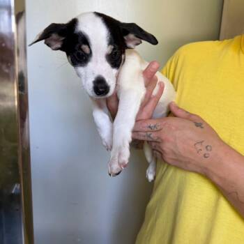 Female 1 -  Rat Terrier and Chihuahua Dog for Adoption in Hohenwald, Tennessee - Female 1 | PetCurious