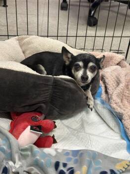 Cleopatra -  Mixed Breed Dog for Adoption in Alexandria, Virginia - Cleopatra | PetCurious