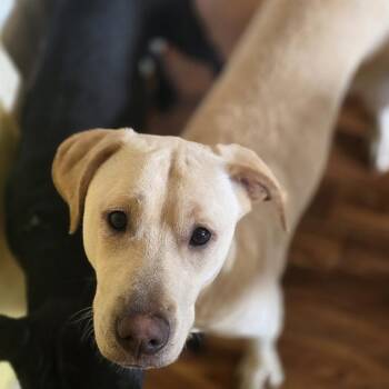 Gus -  Mixed Breed Dog for Adoption in Huntington, West Virginia - Gus | PetCurious