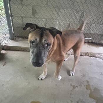 Ballou -  Mixed Breed Dog for Adoption in Greenville, Pennsylvania - Ballou | PetCurious