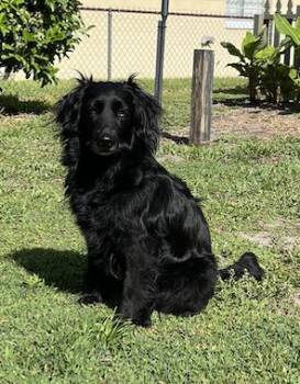 Flat Coated Retriever Dogs Available for Adoption in Osteen, Florida - Mia | PetCurious
