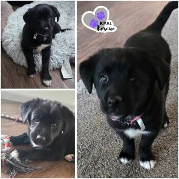 Posh Spice - Spice Girls Litter -  Mixed Breed Dog for Adoption in Kenai, Alaska - Posh Spice - Spice Girls Litter | PetCurious