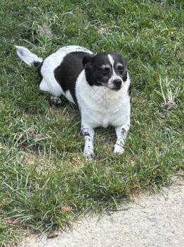 Bella CCHS -  Rat Terrier Dog for Adoption in Locust Grove, Georgia - Bella CCHS | PetCurious