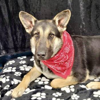 German Shepherd Dog and Mixed Breed Dogs Available for Adoption in Leesburg, Alabama - Sunny | PetCurious