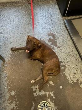 Lucy Lou -  Pit Bull Terrier Dog for Adoption in Mobile, Alabama - Lucy Lou | PetCurious