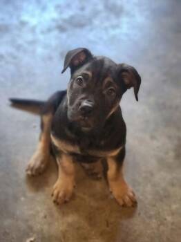 Terrier Dogs Available for Adoption - Garbanzo | PetCurious