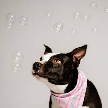 Rescue American Staffordshire Terrier Dogs for Adoption in Oak Ridge North, Texas - Evie | PetCurious