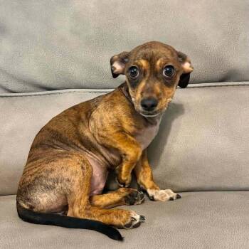 Sari -  Chihuahua and Dachshund Dog for Adoption in Boulder, Colorado - Sari | PetCurious