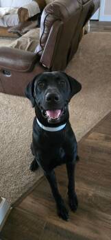 Kane -  Great Dane Dog for Adoption in Twin Falls, Idaho - Kane | PetCurious