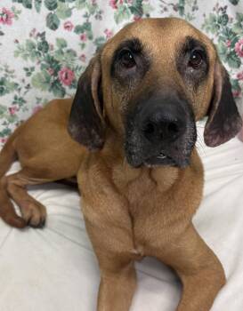 261270  Sawyer -  Hound Dog for Adoption in Wetumpka, Alabama - 261270  Sawyer | PetCurious