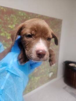 American Staffordshire Terrier and Mixed Breed Dogs Available for Adoption in San Antonio, Texas - Marco | PetCurious