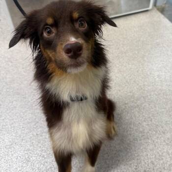 Daisy -  Australian Shepherd Dog for Adoption in Horn Lake, Mississippi - Daisy | PetCurious
