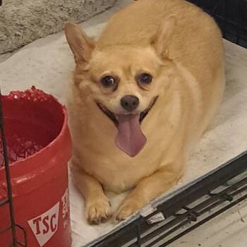 Chloe -  Corgi Dog for Adoption in Muldrow, Oklahoma - Chloe | PetCurious
