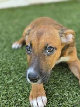 Gloria -  Mixed Breed Dog for Adoption in Savannah, Georgia - Gloria | PetCurious