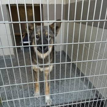 Rescue Husky Dogs for Adoption in Jeffersonville, Indiana - Henry | PetCurious