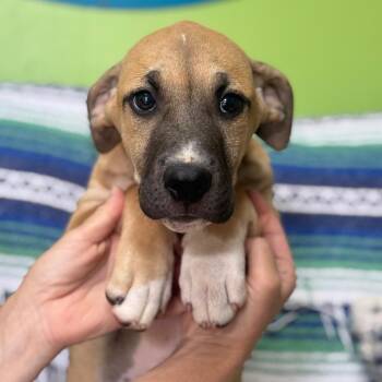 Ziggy Stardust -  Mixed Breed and None Dog for Adoption in Brownsboro, Alabama - Ziggy Stardust | PetCurious