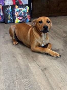Theo -  Golden Retriever Dog for Adoption in Aiken, South Carolina - Theo | PetCurious