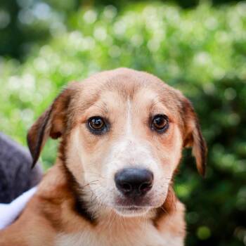 Sunflower -  Australian Cattle Dog Blue Heeler and Retriever Dog for Adoption in Hattiesburg, Mississippi - Sunflower | PetCurious