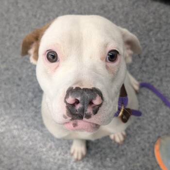 Mixed Breed Dogs Available for Adoption in Dekalb, Illinois - Mia | PetCurious