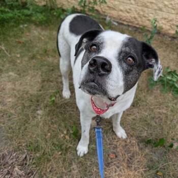 Dudley -  English Bulldog and Labrador Retriever Dog for Adoption in Rochester, Minnesota - Dudley | PetCurious