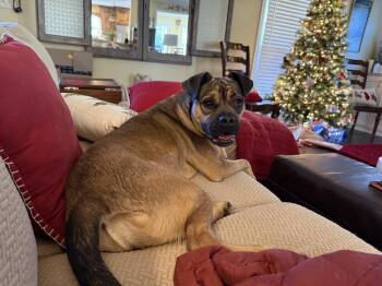 Diamond -  Boxer Dog for Adoption in Jackson, Georgia - Diamond | PetCurious