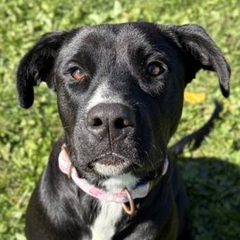 Harleaux -  Labrador Retriever Dog for Adoption in Jefferson, Wisconsin - Harleaux | PetCurious